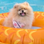 como hacer una rampa para perros piscina piscinas plaza zaragoza