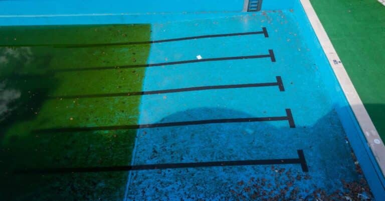 tipos de algas en piscinas piscinas plaza zaragoza algas verdes destacada